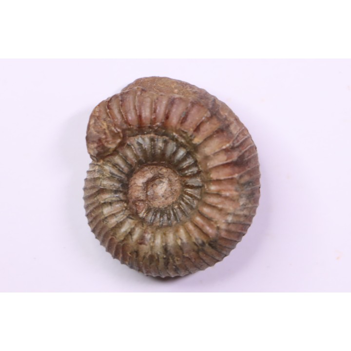 Catacoeloceras dumortieri - Toarcien - Brionnais, France