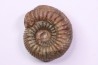 Catacoeloceras dumortieri - Toarcien - Brionnais, France