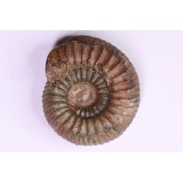 Catacoeloceras dumortieri - Toarcien - region de Charolle, Brionnais