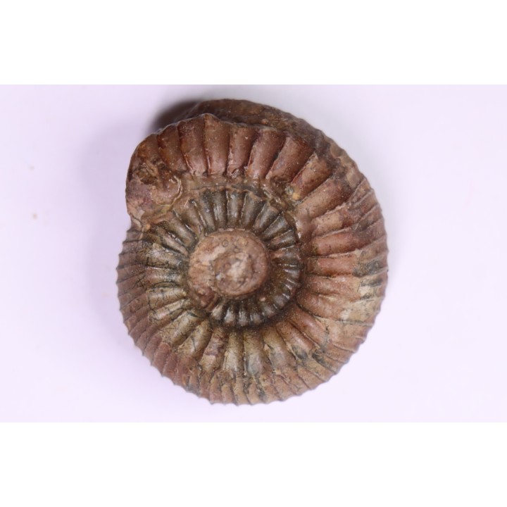 Catacoeloceras dumortieri - Toarcien - Brionnais, France