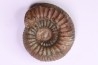Catacoeloceras dumortieri - Toarcien - region de Charolle, Brionnais