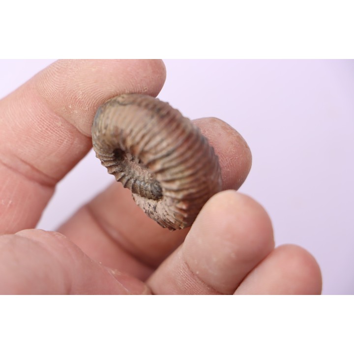 Catacoeloceras dumortieri - Toarcien - Brionnais, France