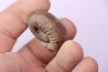 Catacoeloceras dumortieri - Toarcien - Brionnais, France
