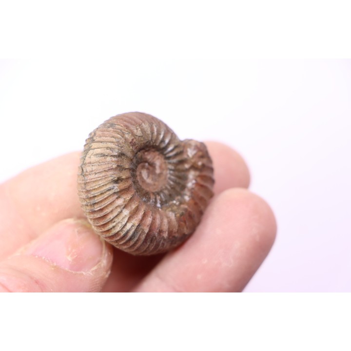 Catacoeloceras dumortieri - Toarcien - Brionnais, France