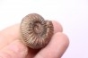 Catacoeloceras dumortieri - Toarcien - Brionnais, France