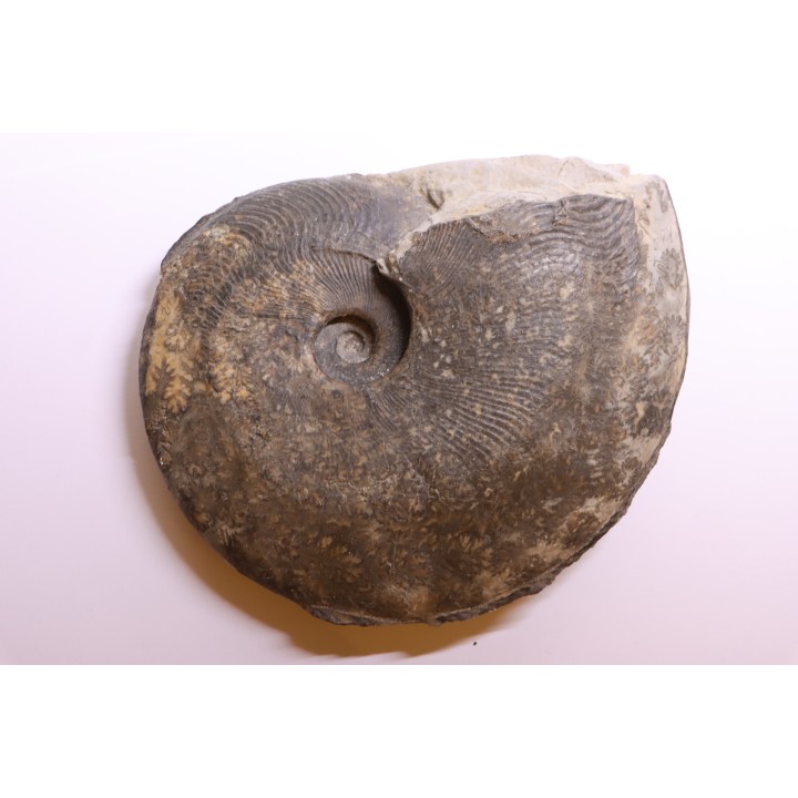 Harpoceras subplanatum - TOARCIEN - Charolle - FRANCE
