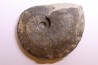 Harpoceras subplanatum - TOARCIEN - Charolle - FRANCE