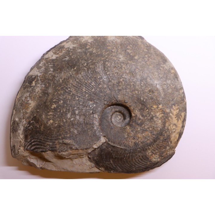 Harpoceras subplanatum - TOARCIEN - Charolle - FRANCE