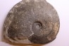 Harpoceras subplanatum - TOARCIEN - Charolle - FRANCE