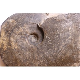 Harpoceras subplanatum - TOARCIEN - Charolle - FRANCE