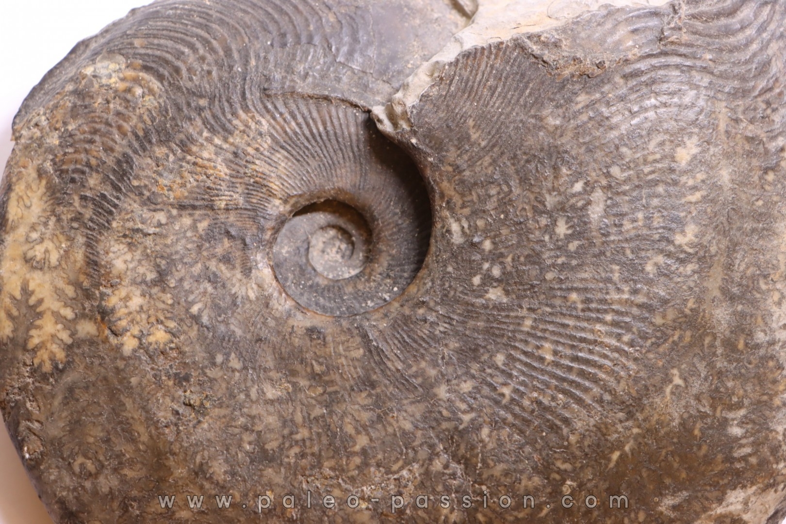 Harpoceras subplanatum - TOARCIEN - Charolle - FRANCE