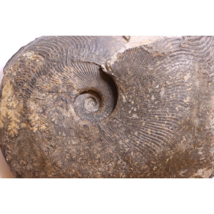 Harpoceras subplanatum - TOARCIEN - Charolle - FRANCE