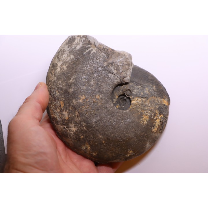 Harpoceras subplanatum - TOARCIEN - Charolle - FRANCE