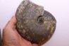 Harpoceras subplanatum - TOARCIEN - Charolle - FRANCE