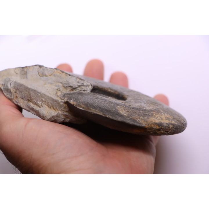 Harpoceras subplanatum - TOARCIEN - Charolle - FRANCE
