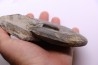 Harpoceras subplanatum - TOARCIEN - Charolle - FRANCE
