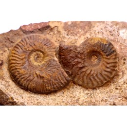 Pleydellia aalensis and pleurotomaria sp. - toarcien - La Verpillere , FRANCE