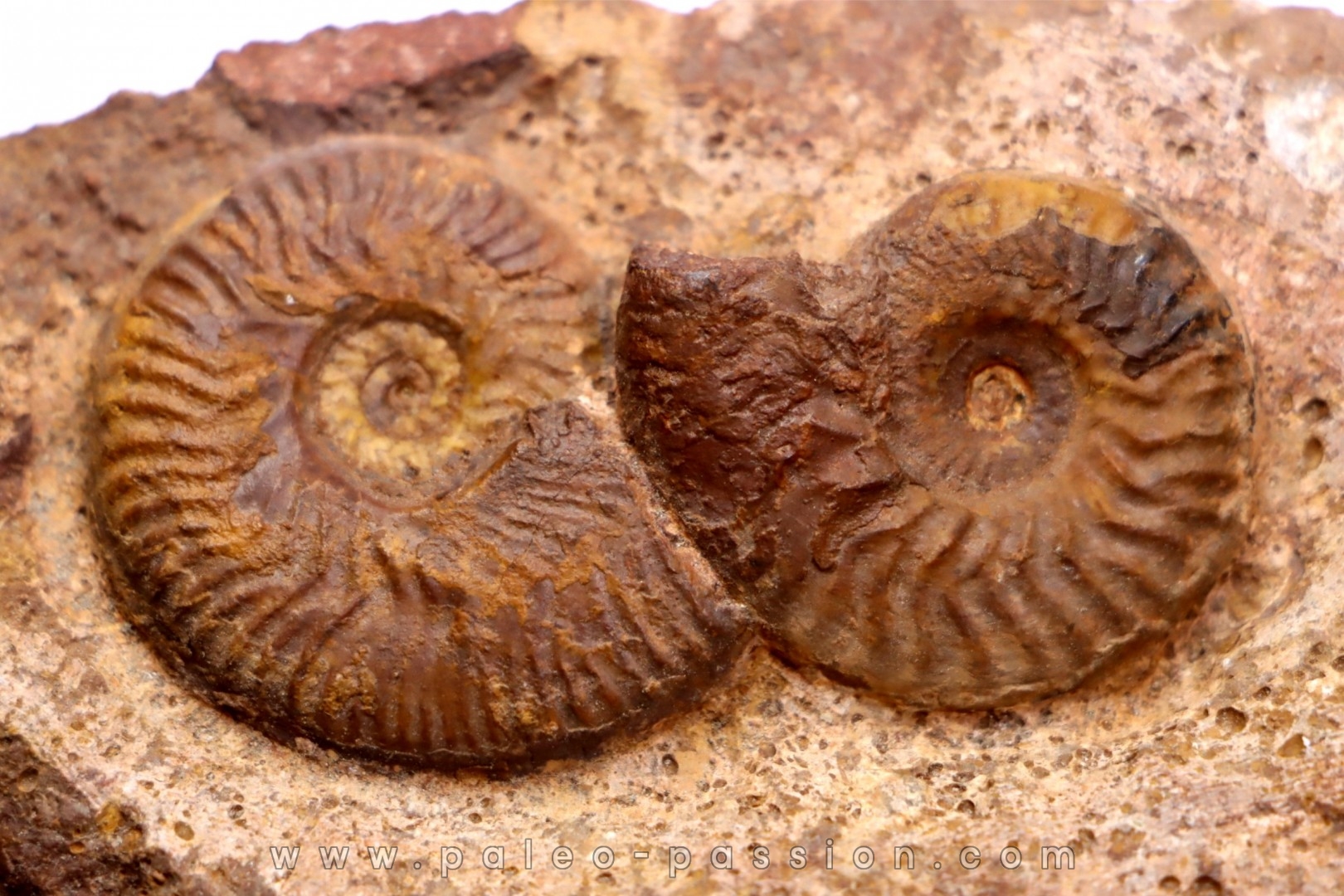 Pleydellia aalensis et pleurotomaria sp. - toarcien - La Verpillere, FRANCE
