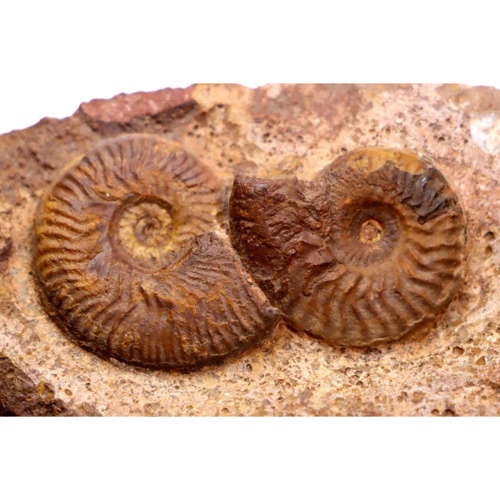 Pleydellia aalensis et pleurotomaria sp. - toarcien - La Verpillere, FRANCE