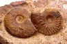 Pleydellia aalensis et pleurotomaria sp. - toarcien - La Verpillere, FRANCE