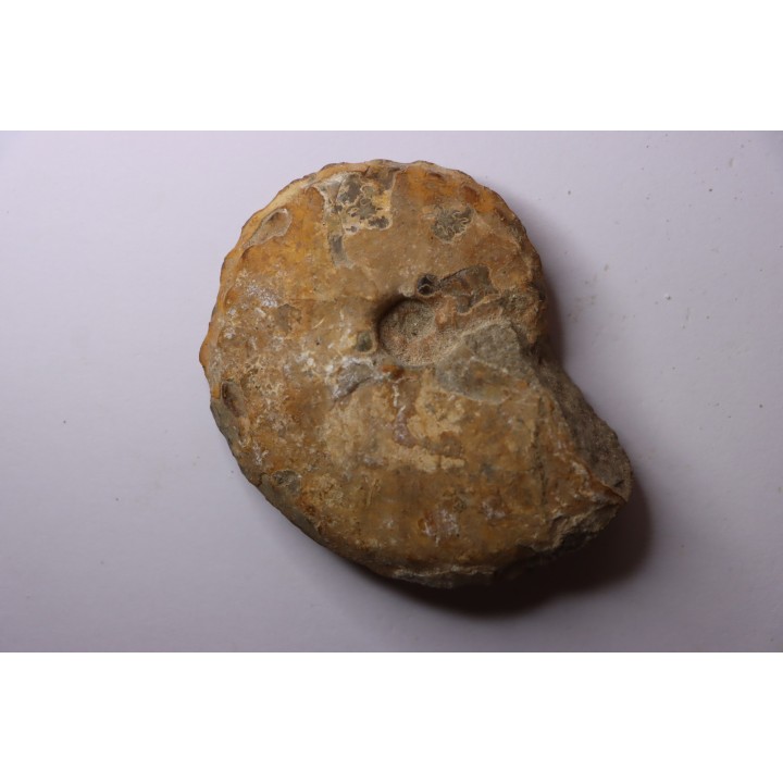 Baroissiceras Onilahyense (Basse, 1947) - coniacien - region de Atsimo Andrefana - MADAGASCAR