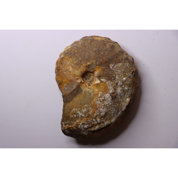 Baroissiceras Onilahyense (Basse, 1947) - coniacien - region de Atsimo Andrefana - MADAGASCAR