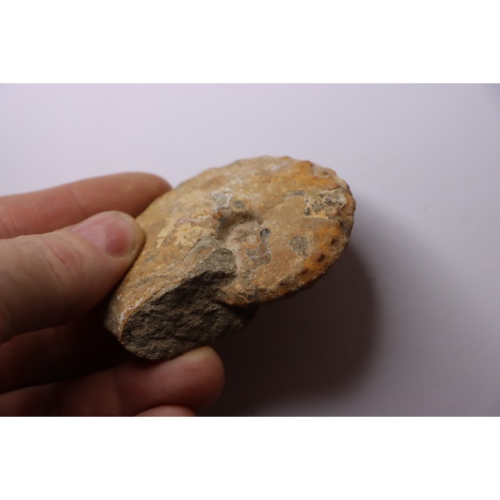 Baroissiceras Onilahyense (Basse, 1947) - coniacien - region de Atsimo Andrefana - MADAGASCAR