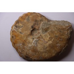 Baroissiceras Onilahyense (Basse, 1947) - coniacien - region de Atsimo Andrefana - MADAGASCAR