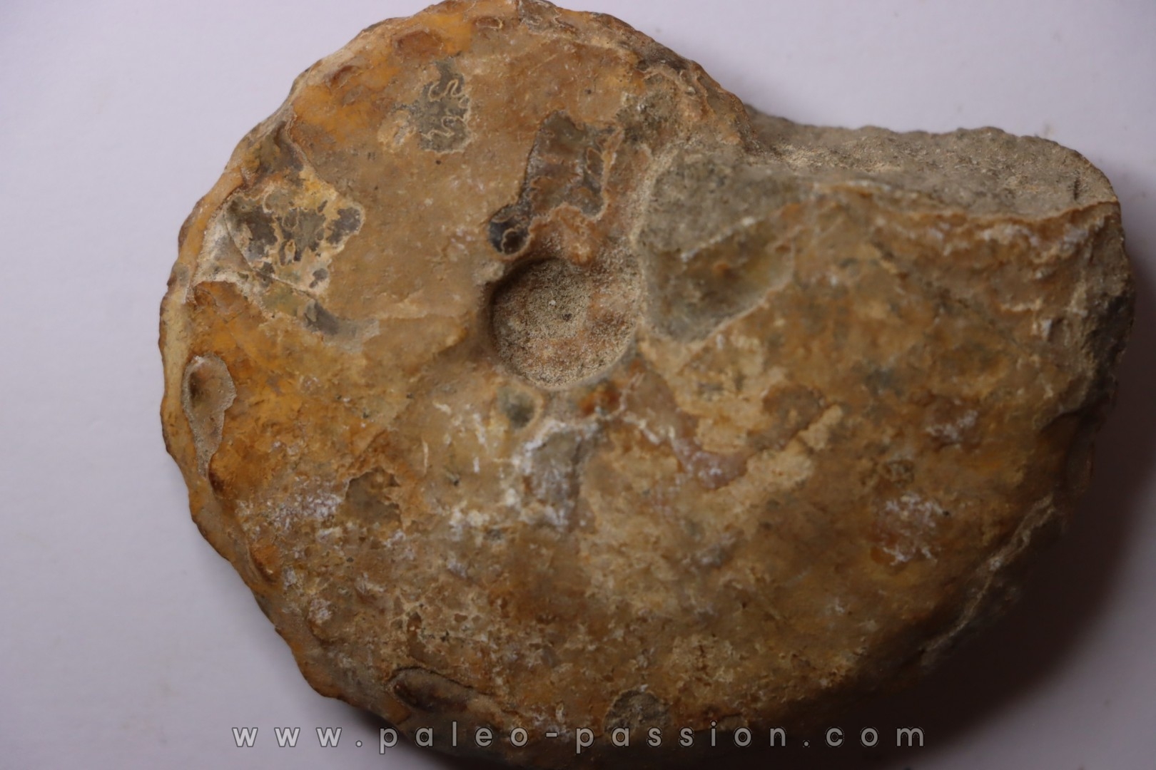 Baroissiceras Onilahyense (Basse, 1947) - coniacien - region de Atsimo Andrefana - MADAGASCAR