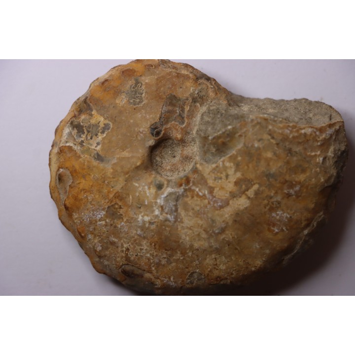 Baroissiceras Onilahyense (Basse, 1947) - coniacien - region de Atsimo Andrefana - MADAGASCAR