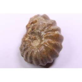 rare salaziceras salazacense - Albian  - Penzesgyor, HUNGARY