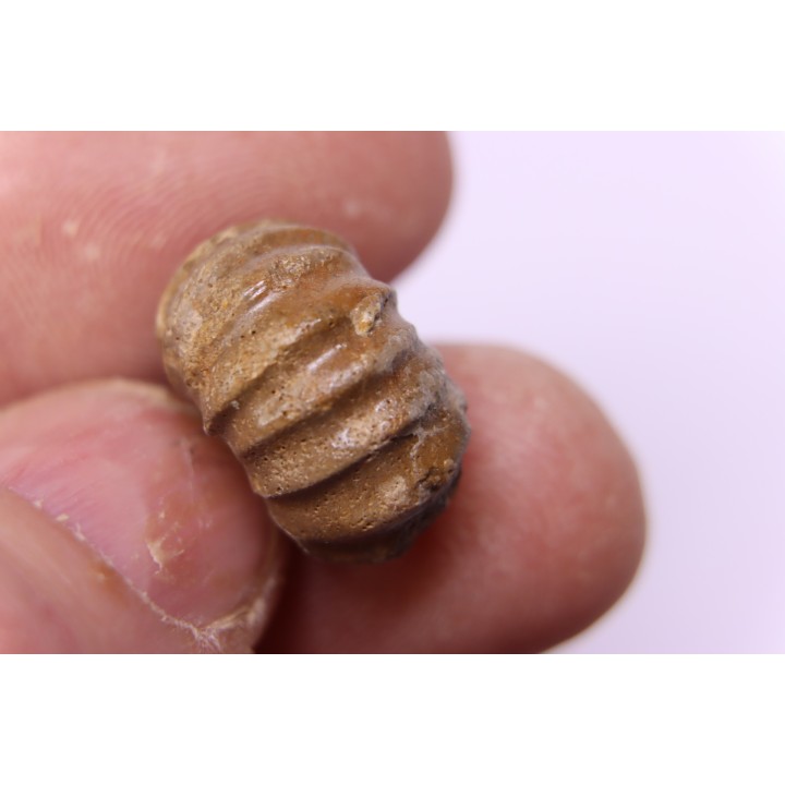 RARE salaziceras salazacense - Albien - Penzesgyor, Hongrie