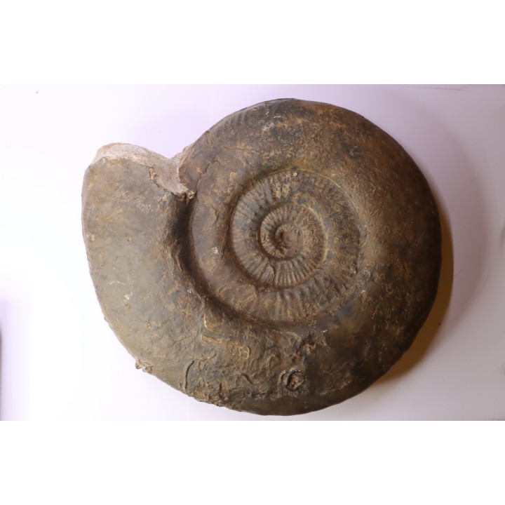 26 cm  - grosse Hammatoceras Speciosum -Toarcien - Roanne - FRANCE