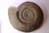 26 cm  - grosse Hammatoceras Speciosum -Toarcien - Roanne - FRANCE