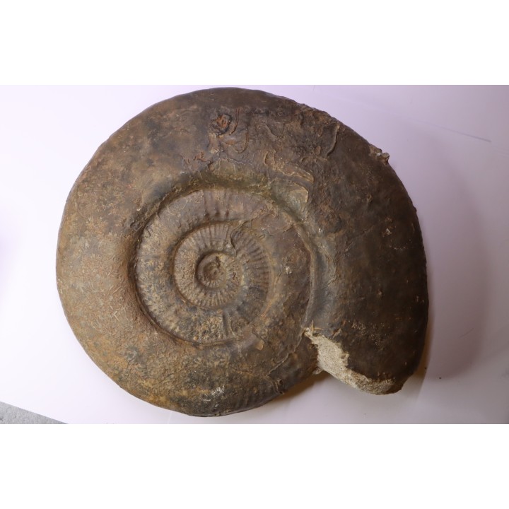 26 cm  - grosse Hammatoceras Speciosum -Toarcien - Roanne - FRANCE