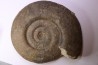 26 cm  - grosse Hammatoceras Speciosum -Toarcien - Roanne - FRANCE