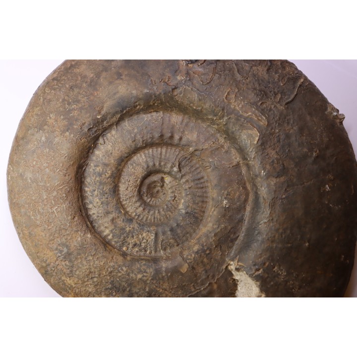 26 cm  - grosse Hammatoceras Speciosum -Toarcien - Roanne - FRANCE