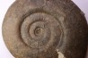 26 cm  - grosse Hammatoceras Speciosum -Toarcien - Roanne - FRANCE