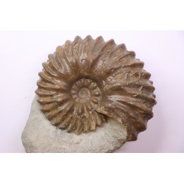 Hoplites benetianus - albien moyen - ancienne carrière Courcelles - Aube - France