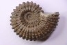 DOUVILLEICERAS MAMMILATUM