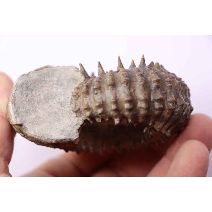 DOUVILLEICERAS MAMMILATUM