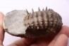 DOUVILLEICERAS MAMMILATUM