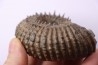 DOUVILLEICERAS MAMMILATUM