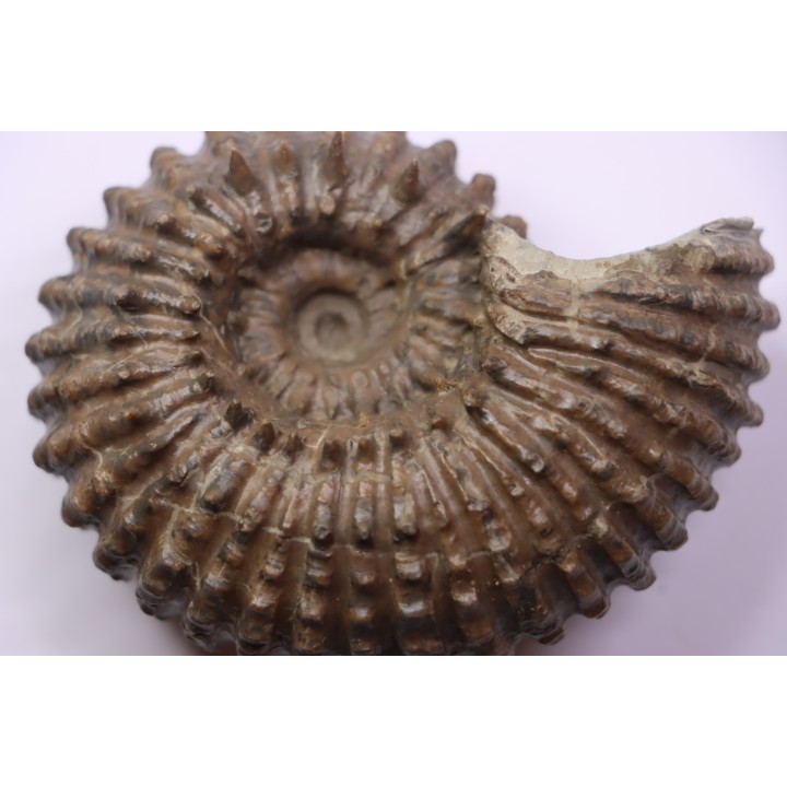 DOUVILLEICERAS MAMMILATUM