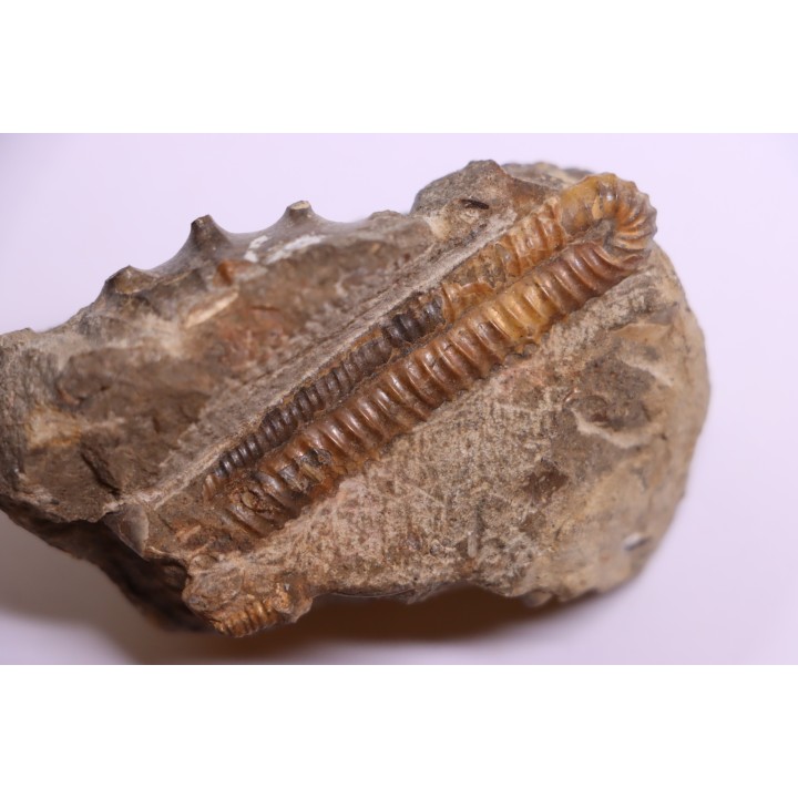 oxybeloceras meekanum - Campanien sup - Pierre Shale Fmt,  Buffalo gap, Dakota du sud - USA
