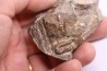 oxybeloceras meekanum - Campanien sup - Pierre Shale Fmt, Buffalo gap, Dakota du sud - USA