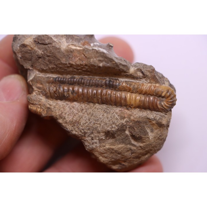 oxybeloceras meekanum  upper Campanian - Pierre Shale Fmt - Buffalo gap, south Dakota - USA