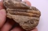 oxybeloceras meekanum - Campanien sup - Pierre Shale Fmt, Buffalo gap, Dakota du sud - USA