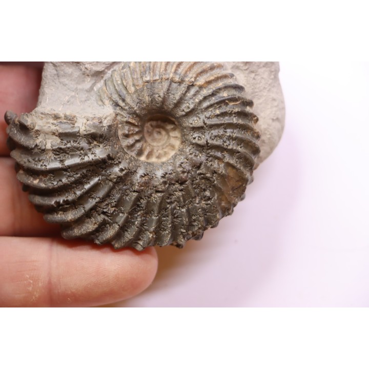 Hoplites dentatus - middle albian - courcelles quarry - Troyes - France