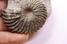 Hoplites dentatus - middle albian - courcelles quarry - Troyes - France